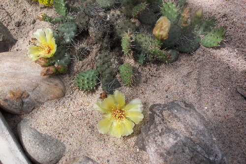 opuntia fragilis x op.humifusa